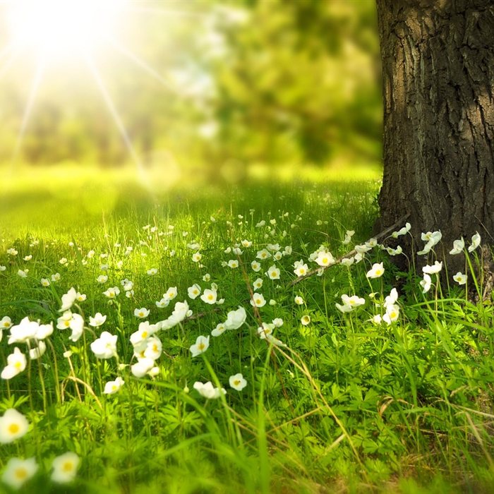 Margaritas al pie de un árbol al sol, imagen de la consulta de psicología de Sara Morales en Zaragoza