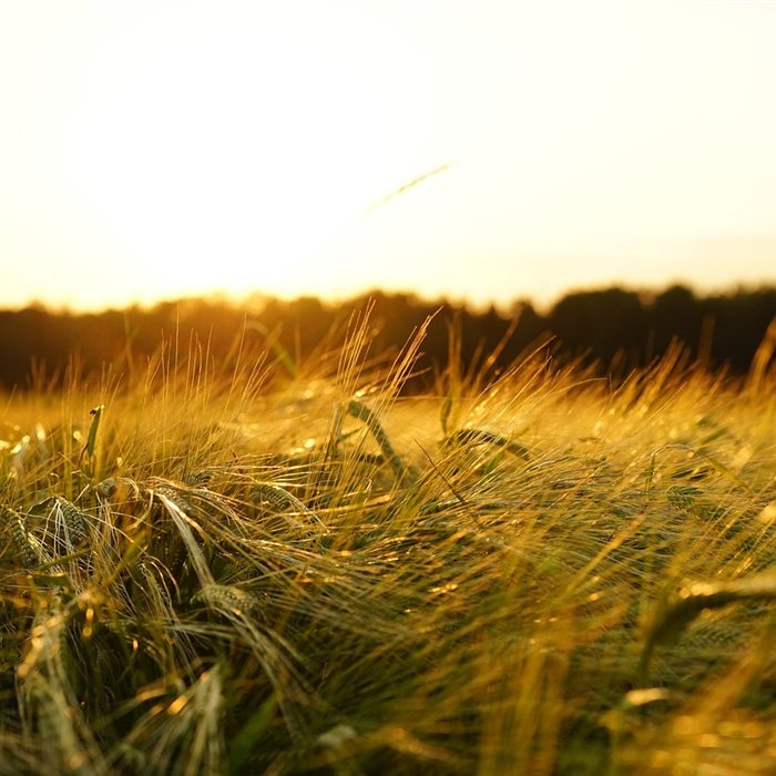 Campo de cereal al atardecer, imagen de la consulta de psicología de Sara Morales en Zaragoza