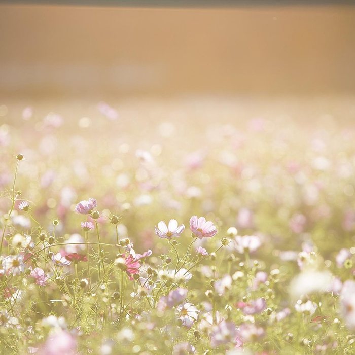 Prado de flores con luz suave, imagen de la consulta de psicología de Sara Morales en Zaragoza