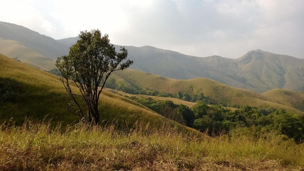 Árbol en una ladera con montañas al fondo, imagen de la terapia para adultos en Zaragoza