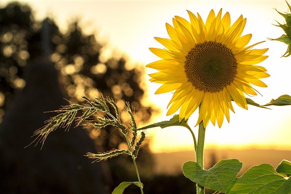 Girasol abierto al sol del atardecer, imagen de la terapia para la autoestima en Zaragoza