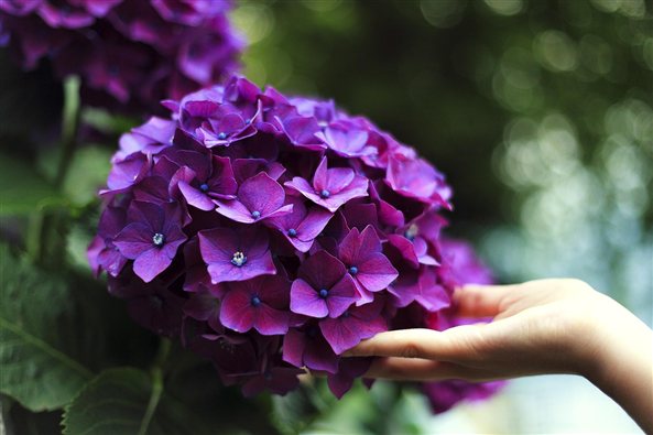 Mano acariciando unas hortensias, imagen de la terapia en el embarazo y el posparto en Zaragoza