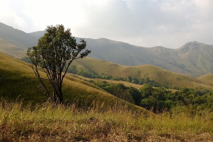 Árbol en una ladera con montañas al fondo, imagen de la terapia para adultos en Zaragoza