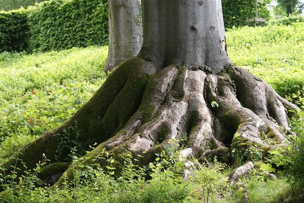 Raíces de un árbol en el bosque, imagen de la terapia sobre el apego y los vínculos en Zaragoza