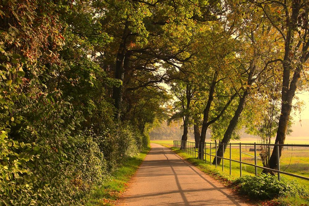 Sendero entre árboles con luz de otoño, imagen de la terapia para la depresión en Zaragoza