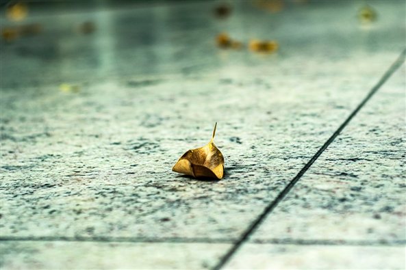 Hoja de otoño sobre el suelo, imagen de la terapia para el duelo en Zaragoza
